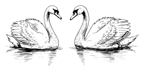 romantic swans couple on water line art drawing