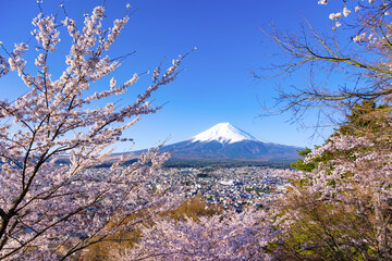 山梨県富士吉田市　春の新倉山浅間公園