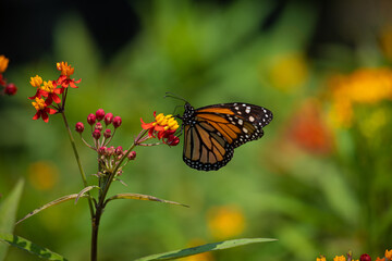 Monarch butterfly orange and black with black dots flying over Asclepias curassavica plants in sunny day in Lima Peru