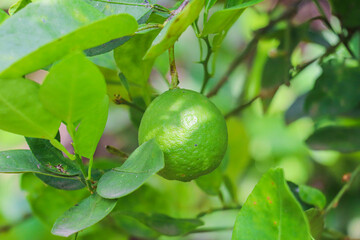 Glossy Green Lime Hanging Peacefully Among Leaves on Sunny Vibrant Citrus Tree Branch