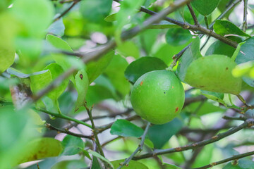 Healthy Green Lime Nestled Among Branches And Leaves In Natural Outdoor Garden Environment