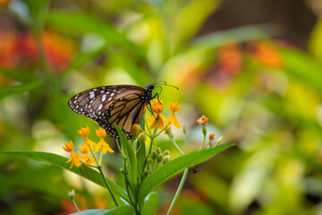 Obraz premium Monarch butterfly orange and black with black dots flying over Asclepias curassavica plants in sunny day in Lima Peru