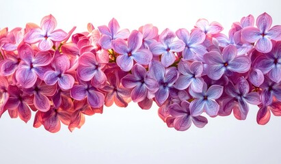 Close-up of vibrant lilac flowers showing delicate petals with pink and purple shades under soft natural light
