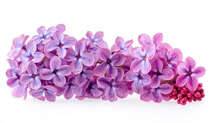 Obraz premium Close-up of a vibrant bunch of purple and pink lilac flowers with detailed petals on a white background