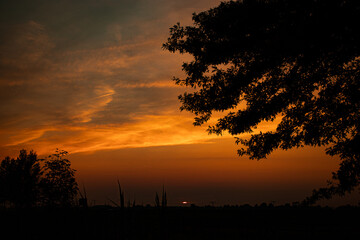 calm orange sunset with a tree