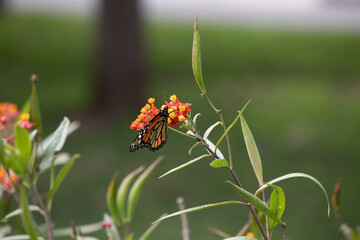 Monarch butterfly orange and black with black dots flying over Asclepias curassavica plants in sunny day in Lima Peru