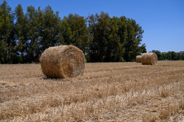 Round Straw Bales on Dry Field in Cyprus Countryside