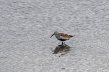 The dunlin (Calidris alpina) is a small wader in the genus Calidris.