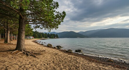 a tree on the beach