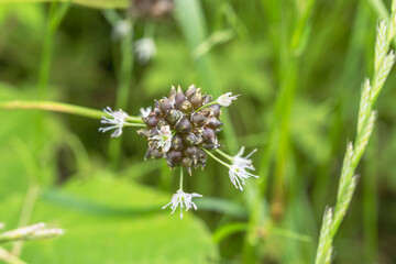 ノビルの珠芽（むかご）と花 5月の野山03