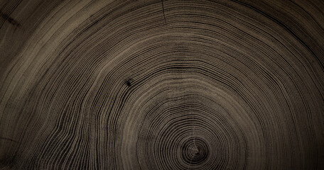Close up tree rings end grain tree stump. Detailed wood rings pattern with cracks and dark sepia contrast.