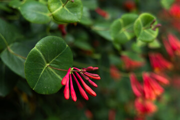 Vibrant Red Honeysuckle Flowers in Bloom