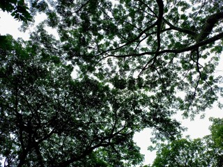The leaves and tree branches seen from below give a cool and calming feel.