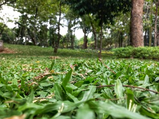 Green grass area in the city forest park, this location is a free tourist spot for the public.