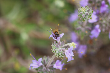 bee on lavender