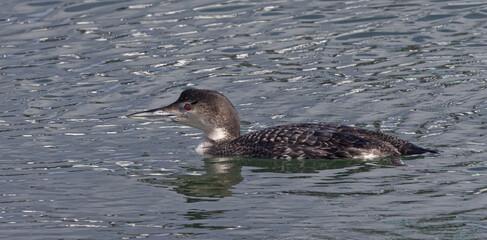 Common Loon Winter Adult Color