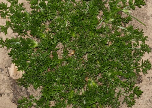 Bindi Weed Soliva sessilis plant sharp thorn needles nature agriculture.