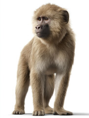 Obraz premium Portrait of a Baboon Standing on White Background, Isolated