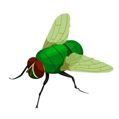 fly green insect vector image without background © Жанна 