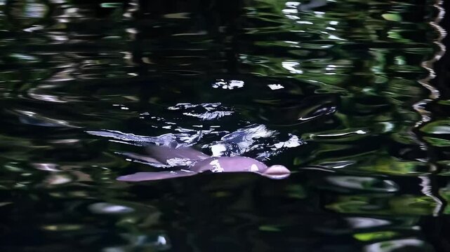 Graceful pink river dolphin swimming through lush green water reflections in nature habitat