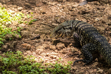 Black and white tegu (Salvator merianae) in its natural habitat in Brazil. A large, omnivorous reptile native to South America.