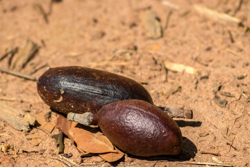 Jatoba fruits, Hymenaea courbaril, in selective focus. Typical brazilian fruits on the park in Brazil