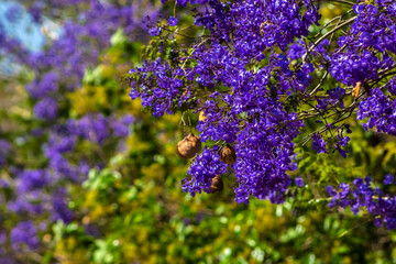 Jacaranda mimosifolia tree in bloom. Purple flowers adorn bare branches in Brazil