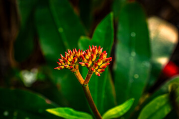 A flowering plant in the spurge family Euphorbiaceae. Euphorbia milii also known as the crown of thorns, Christ plant in Brazil