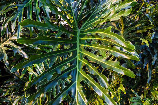 philodendron white measure Philodendron 'Birkin'