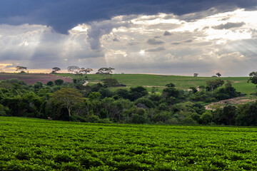 View of a peanut plantation on a farm in the rural area in Sao Paulo state; The region is one of the largest producers of this legume in Brazil