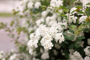 Beautiful spiraea shrub with white flowers outdoors, closeup. Space for text