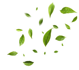 Green tea leaves in air on white background