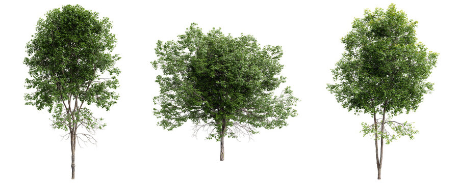Ash tree collection with dense green foliage on transparent background.3d rendering