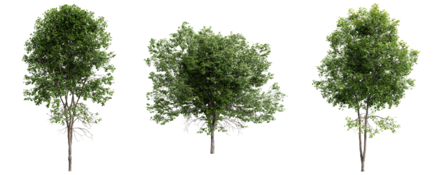 Ash tree collection with dense green foliage on transparent background.3d rendering