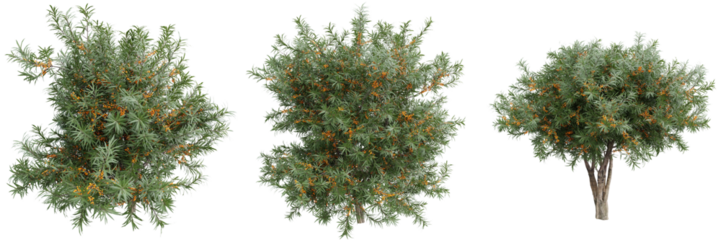 Sea buckthorn (Hippophae) trees with orange berries on transparent background.3d rendering