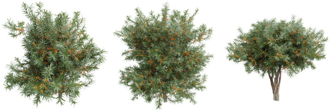 Sea buckthorn (Hippophae) trees with orange berries on transparent background.3d rendering