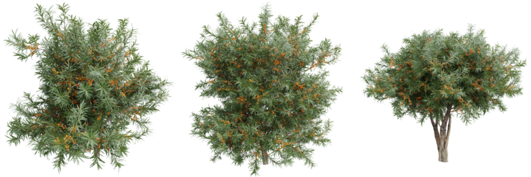 Sea buckthorn (Hippophae) trees with orange berries on transparent background.3d rendering