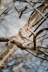bird on a branch