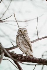 owl