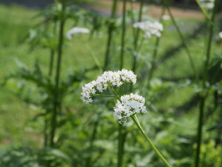 公園の花壇に咲いているセイヨウカノコソウ