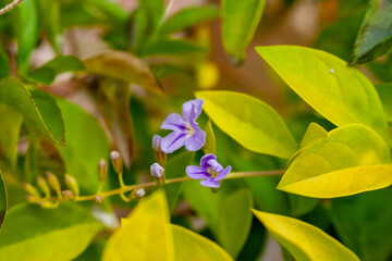 blue flower, tiny blossom, azure bloom