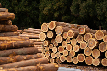伐採された材木
