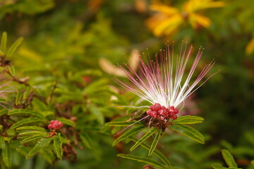 Beatiful bush of Calliandra Brevipes flowers, little sponges the garden