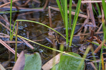 American toad partialy submerged in water