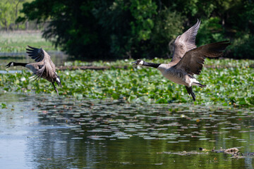 Canada goose flying into lake with another goose in the background