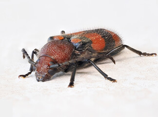 A Close-up Focus Stacked Image of a Red and Black Beetle on a White Background
