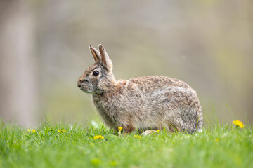 cottontail rabbit in grass