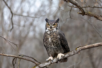 great horned owl perched in a tree