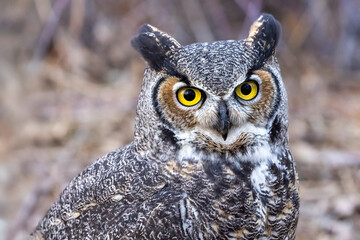 great horned owl portrait