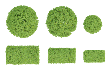 Top view of Elaeagnus pungens 3d plant on transparent background, png illustration